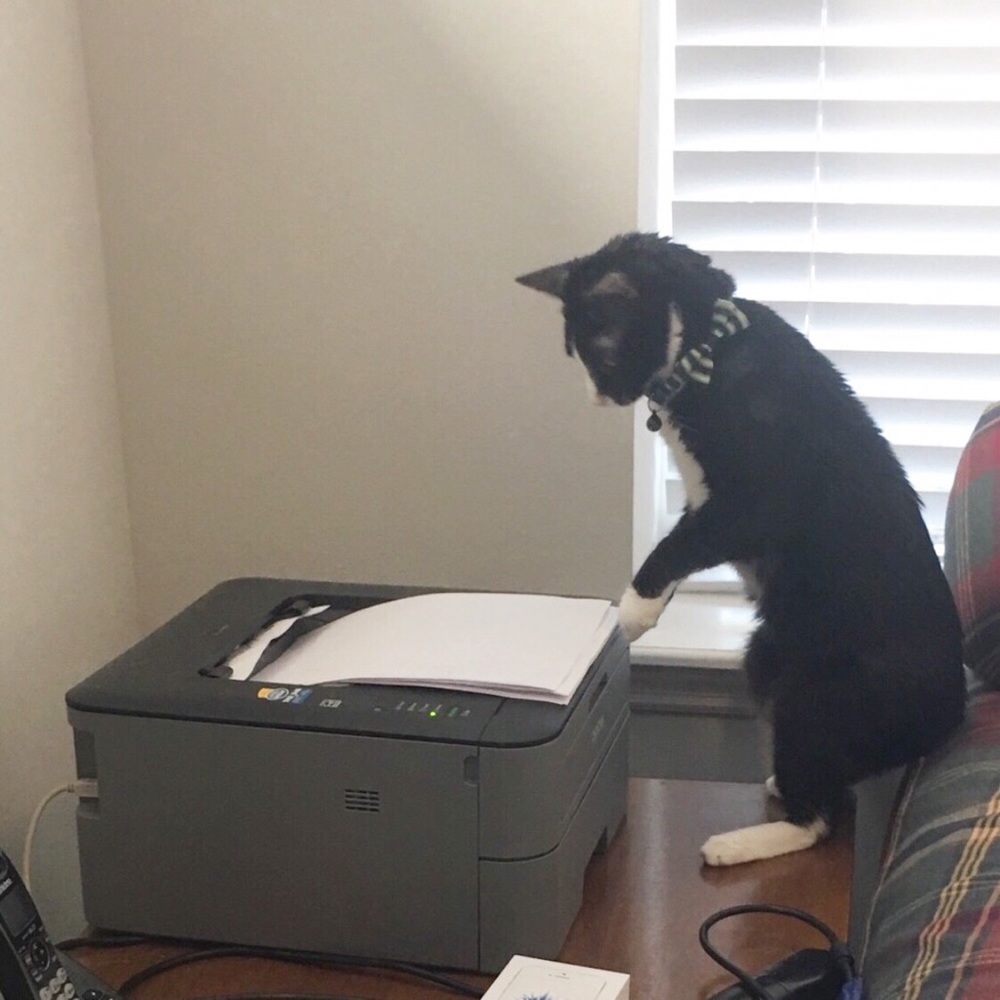 We are a kitty friendly home!